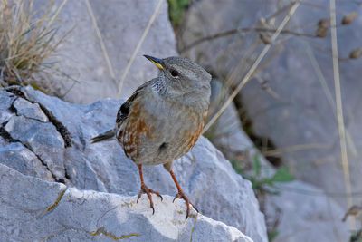 Alpine Accentor