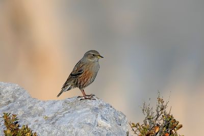 Alpine Accentor