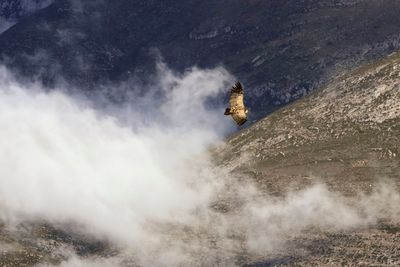 Griffon Vulture