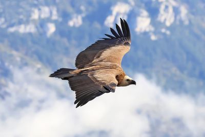 Griffon Vulture