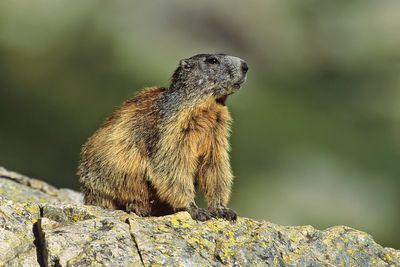 Alpine Marmot