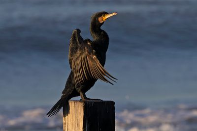 Great Cormorant