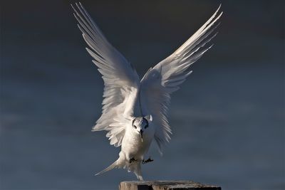 Sandwich Tern