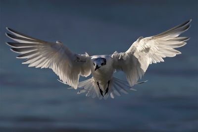 Sandwich Tern