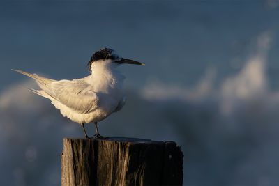 Sandwich Tern