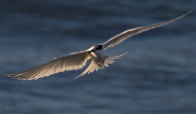 Sandwich Tern