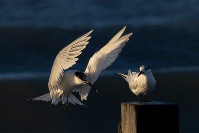 Sandwich Terns