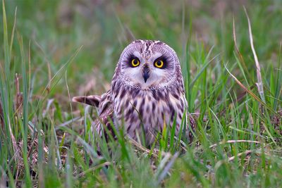 Short Eared Owl