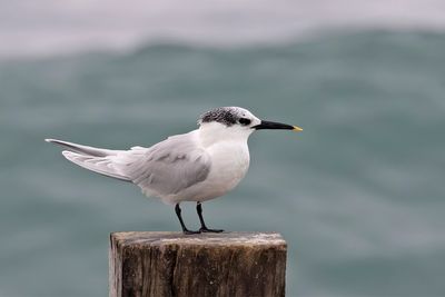 Sandwich Tern