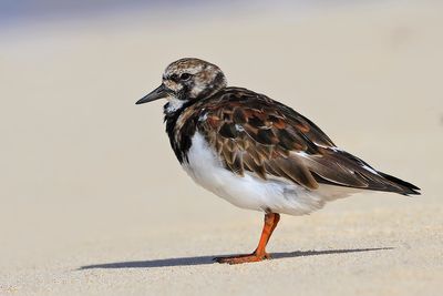 Turnstone