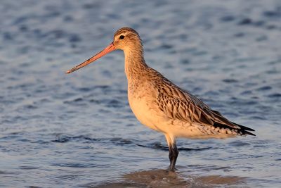 Bar-tailed Godwit