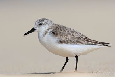 Sanderling