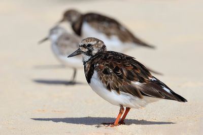Turnstone