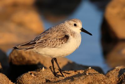 Sanderling
