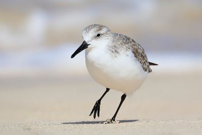 Sanderling
