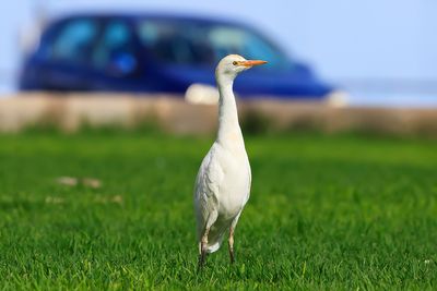 Cattle Egret