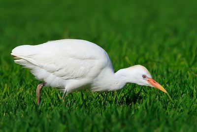 Cattle Egret