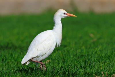 Cattle Egret