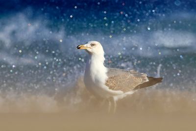 Yellow-legged Gull