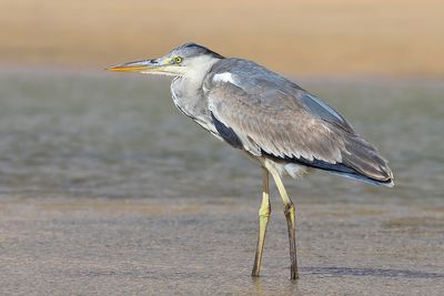 Grey Heron