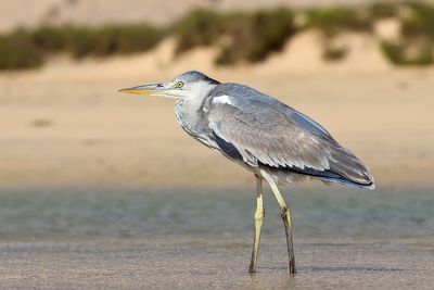 Grey Heron