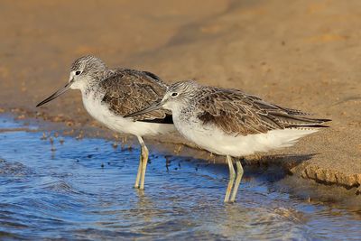 Greenshanks