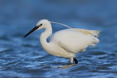 Little Egret