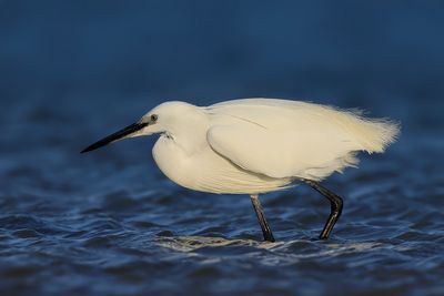 Little Egret
