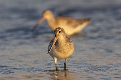 Bar-tailed Godwith