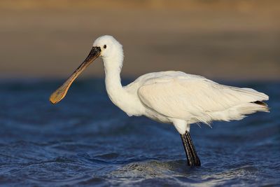 Spoonbill