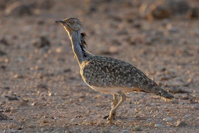 Houbara Bustard