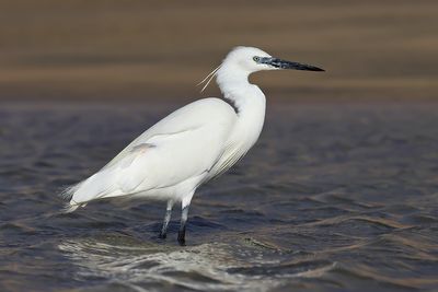 Little Egret