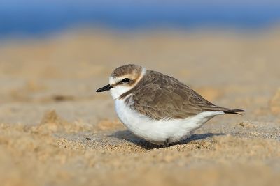 Kentish Plover