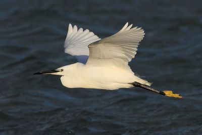 Little Egret