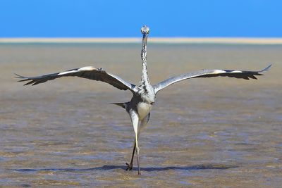 The dancer