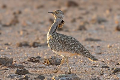 Houbara Bustard