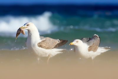 Yellow-legged Gulls
