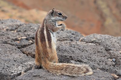 Ground Squirrel