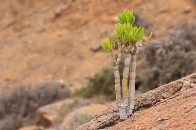 Euphorbia