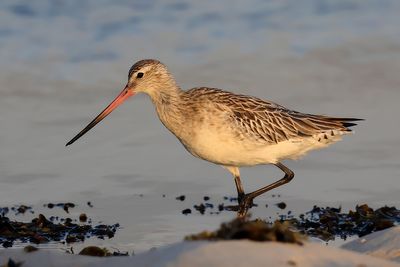 Bar-tailed Godwith