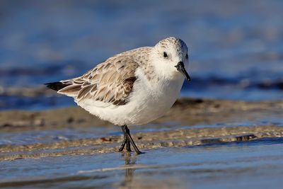 Sanderling