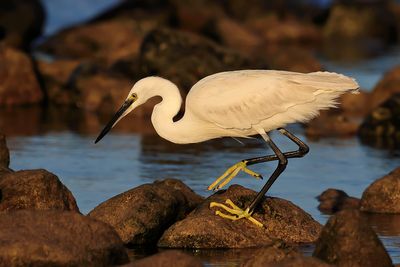 Little Egret