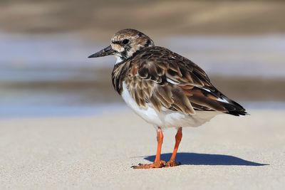 Turnstone