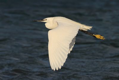Little Egret