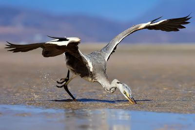 Grey Heron