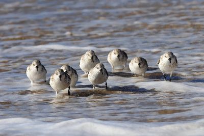 Sanderlings