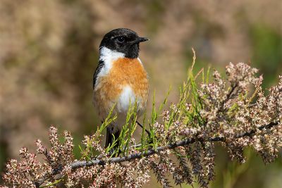 Stonechat