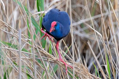 Purple Swamphen