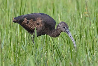 Glossy Ibis
