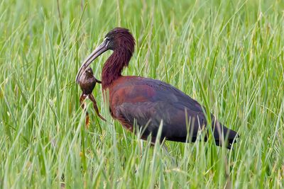 Glossy Ibis